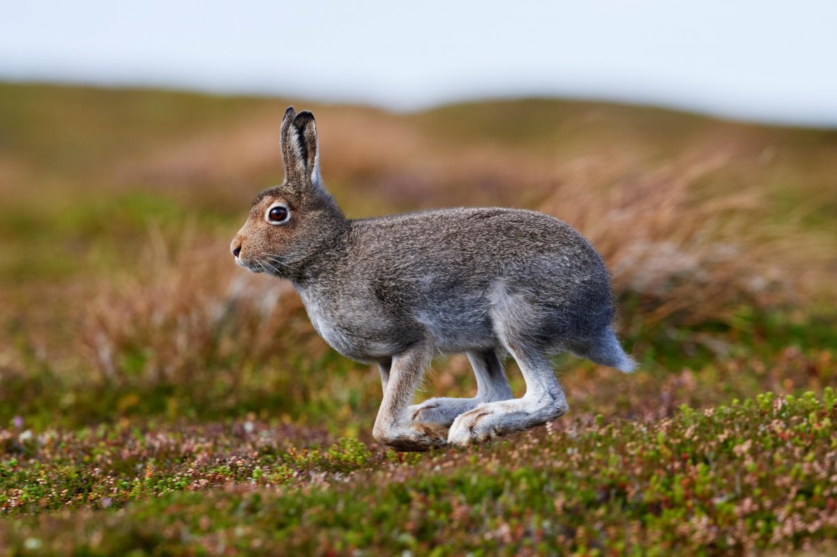 Заяц Русак Кенозеро