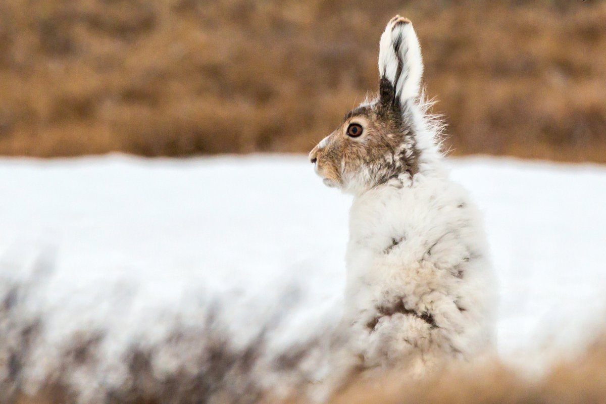 Хвост кролика