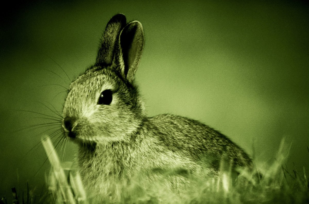 Заяц Беляк толай и Русак