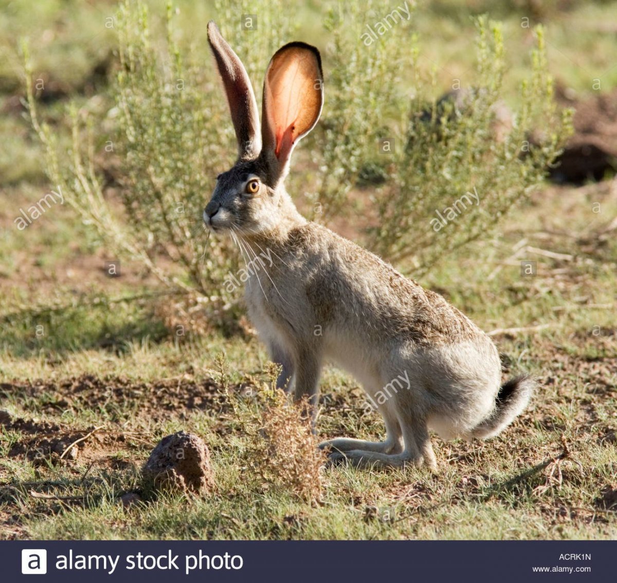 Морда зайца