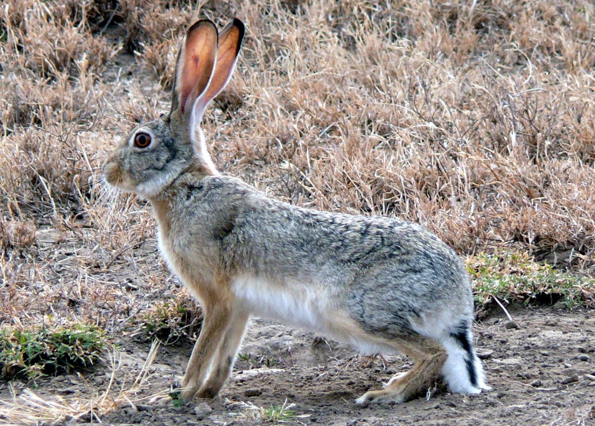 Desert Cottontail
