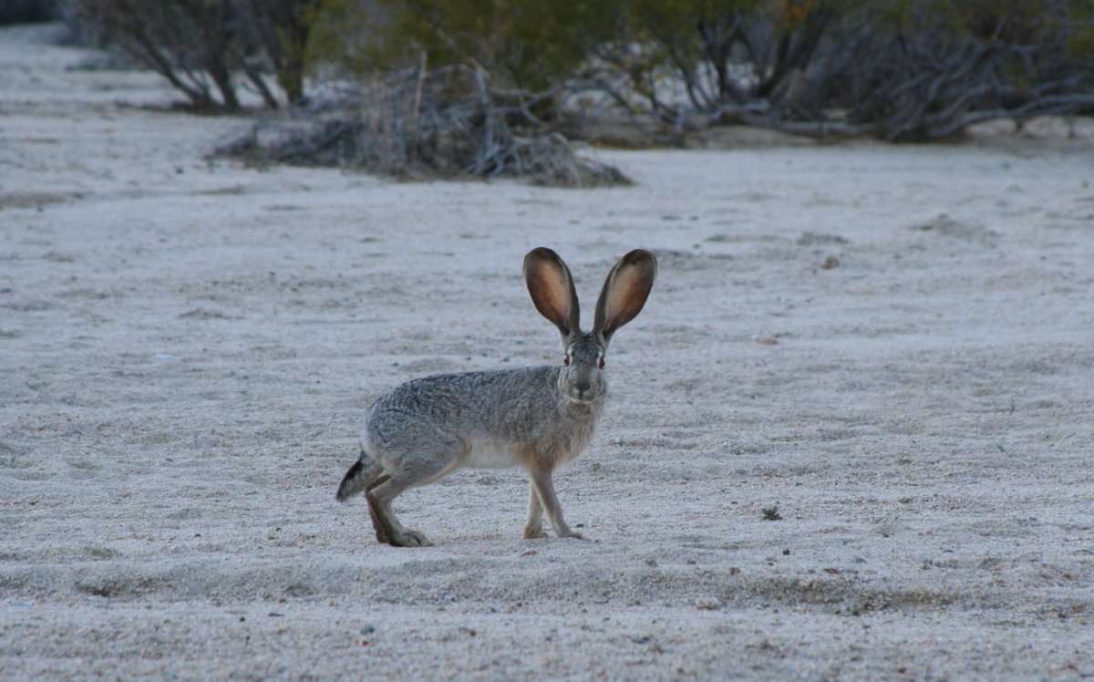Калифорнийский заяц