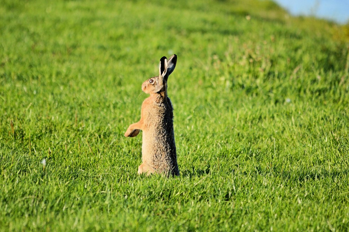 Кроличий хвостик