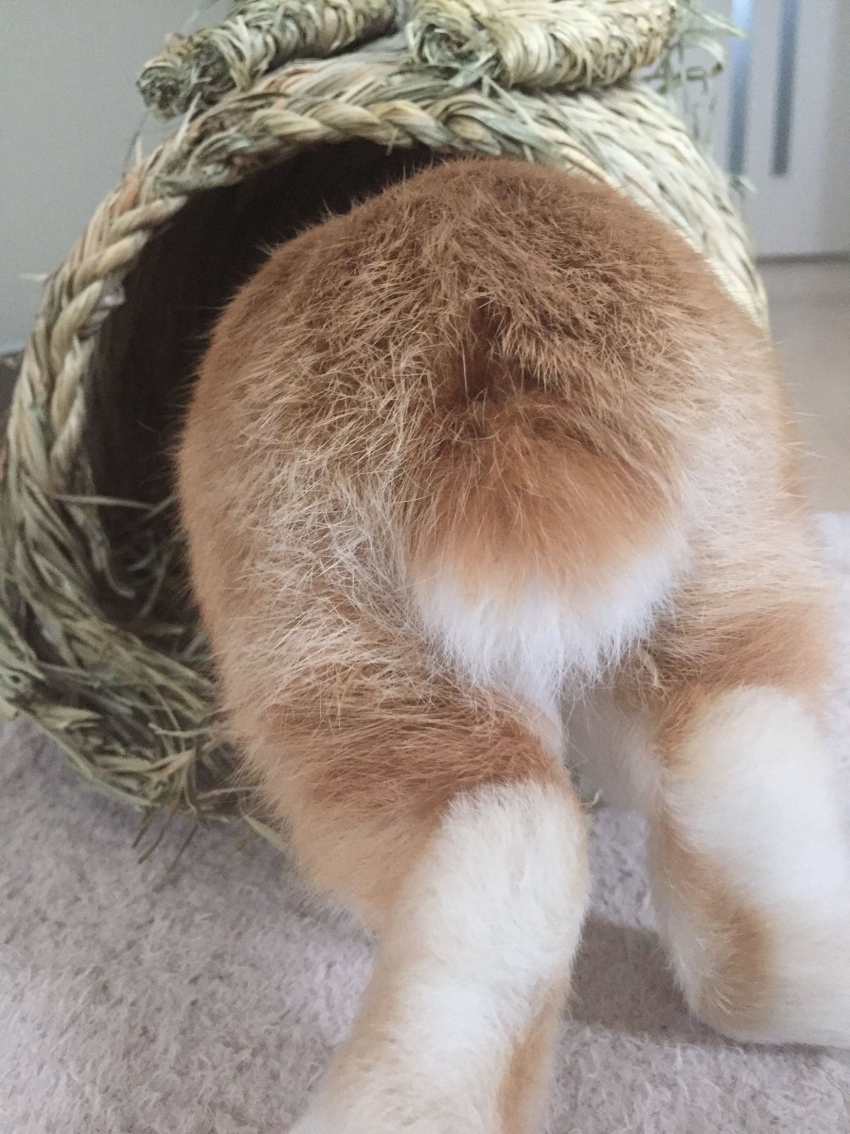 Чернохвостый заяц Северной Америки