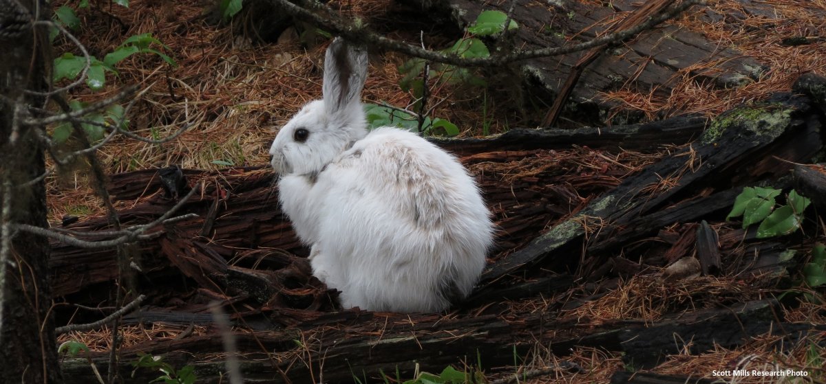 Кустарниковый заяц