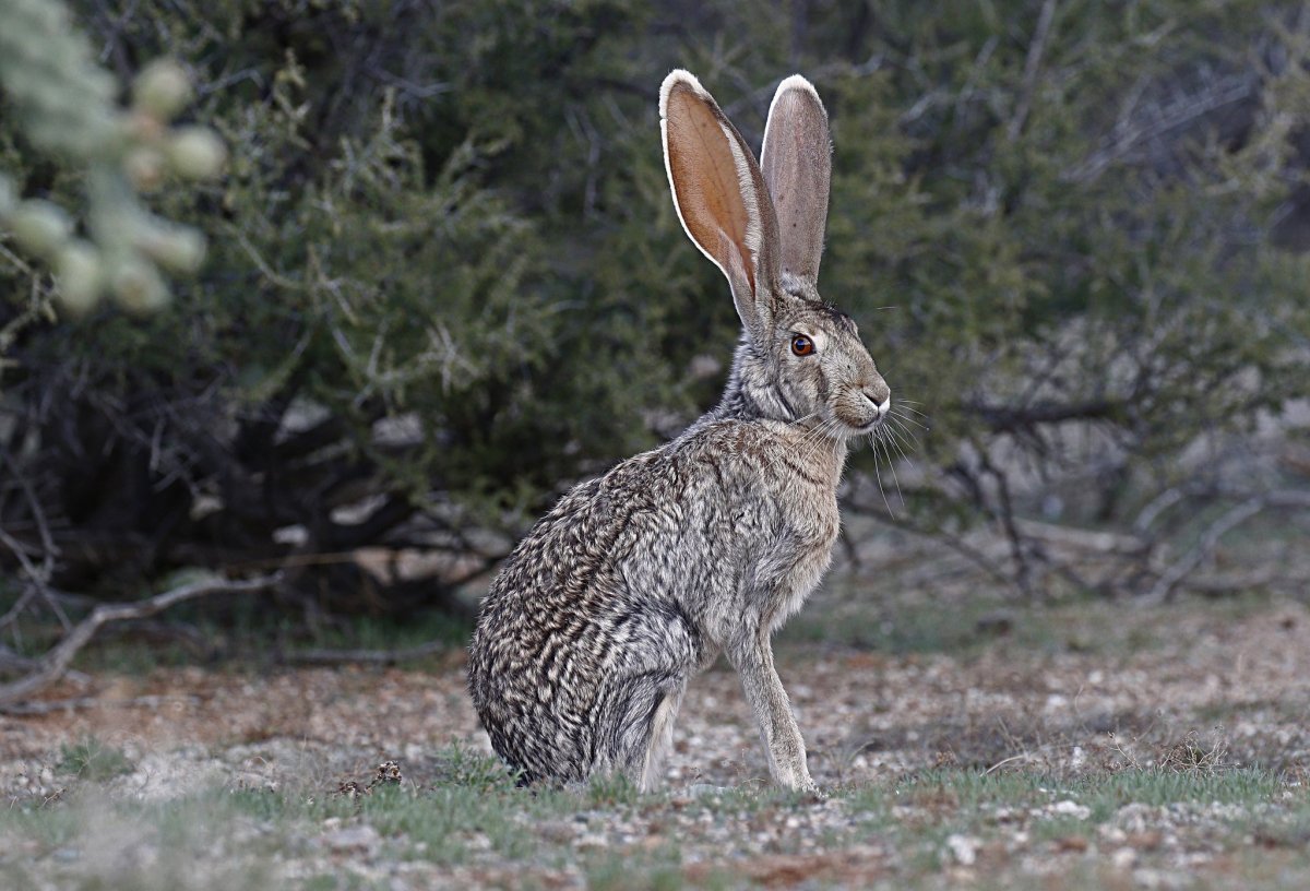 Грустный кролик