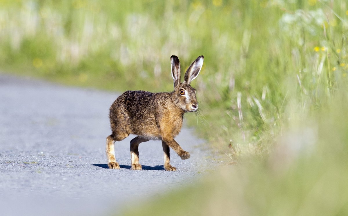 Зайцы Лепус