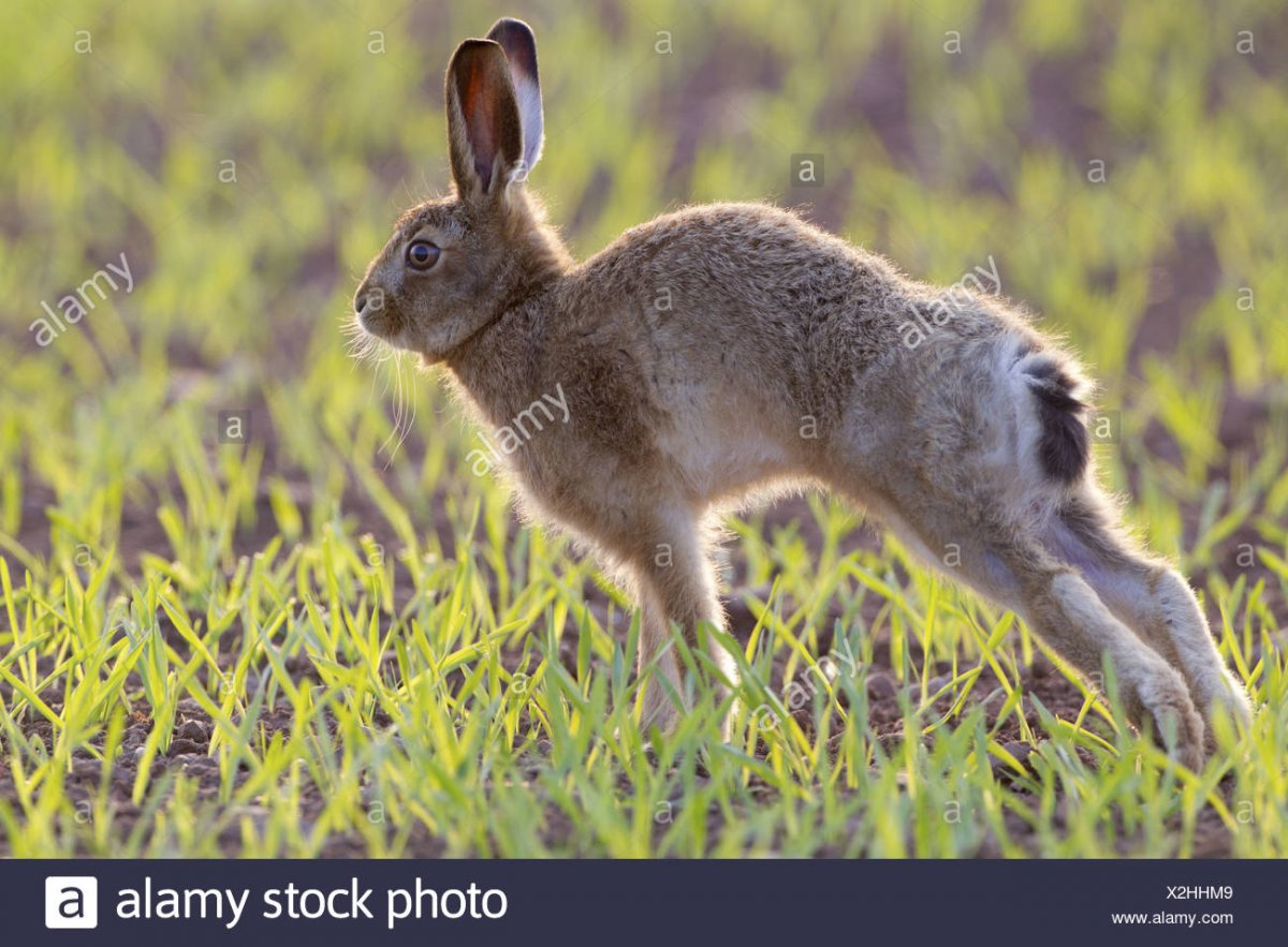 Хвостик зайки