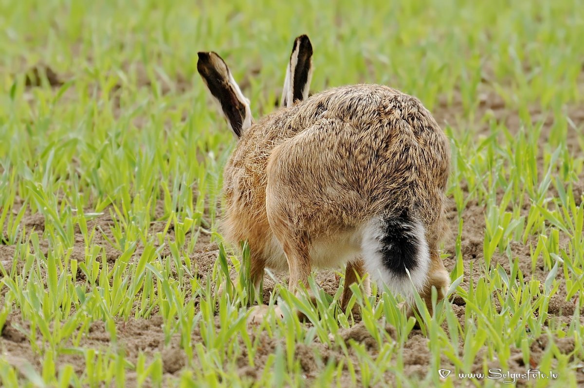 Хвостик зайца