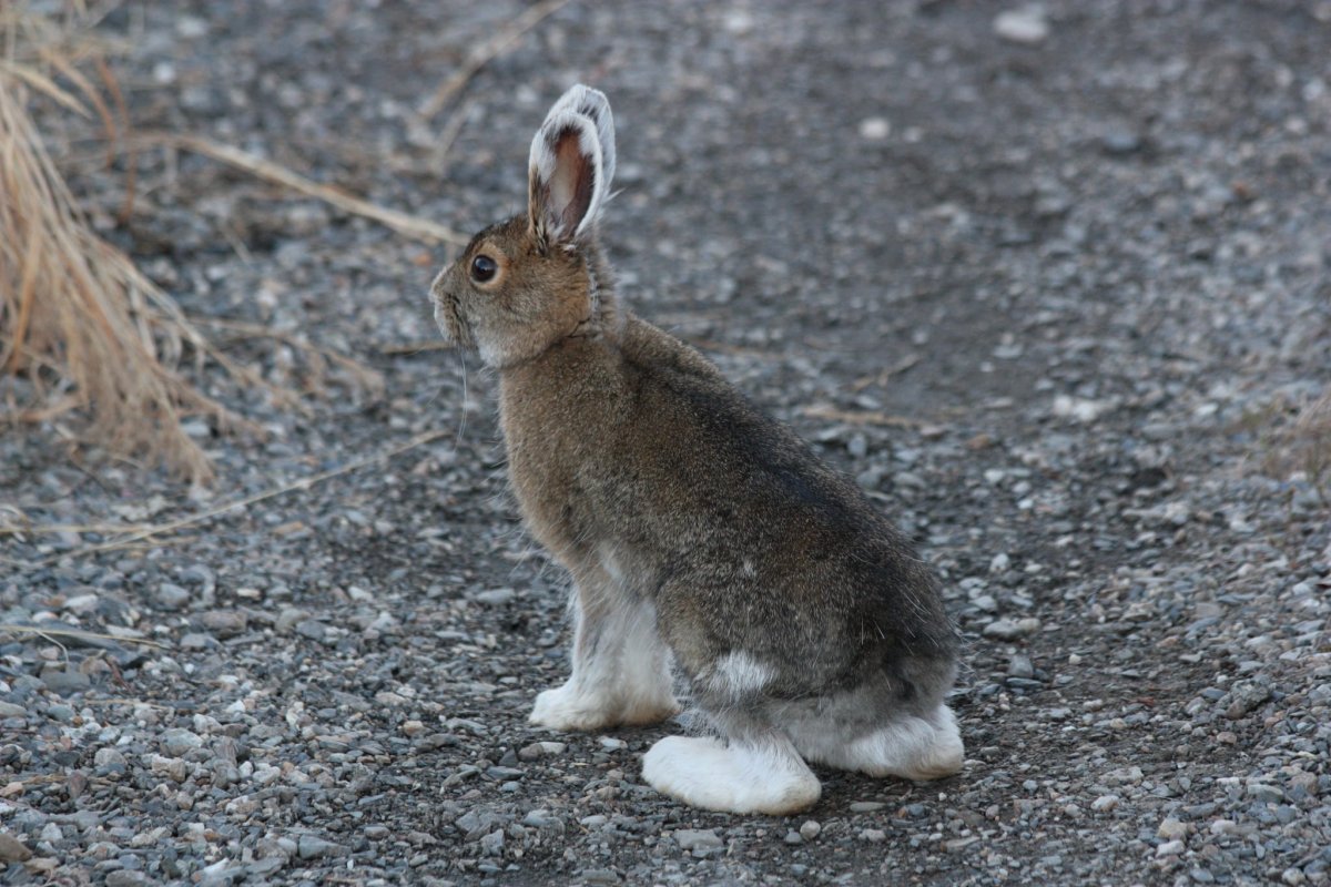 Заяц-Русак мордочка