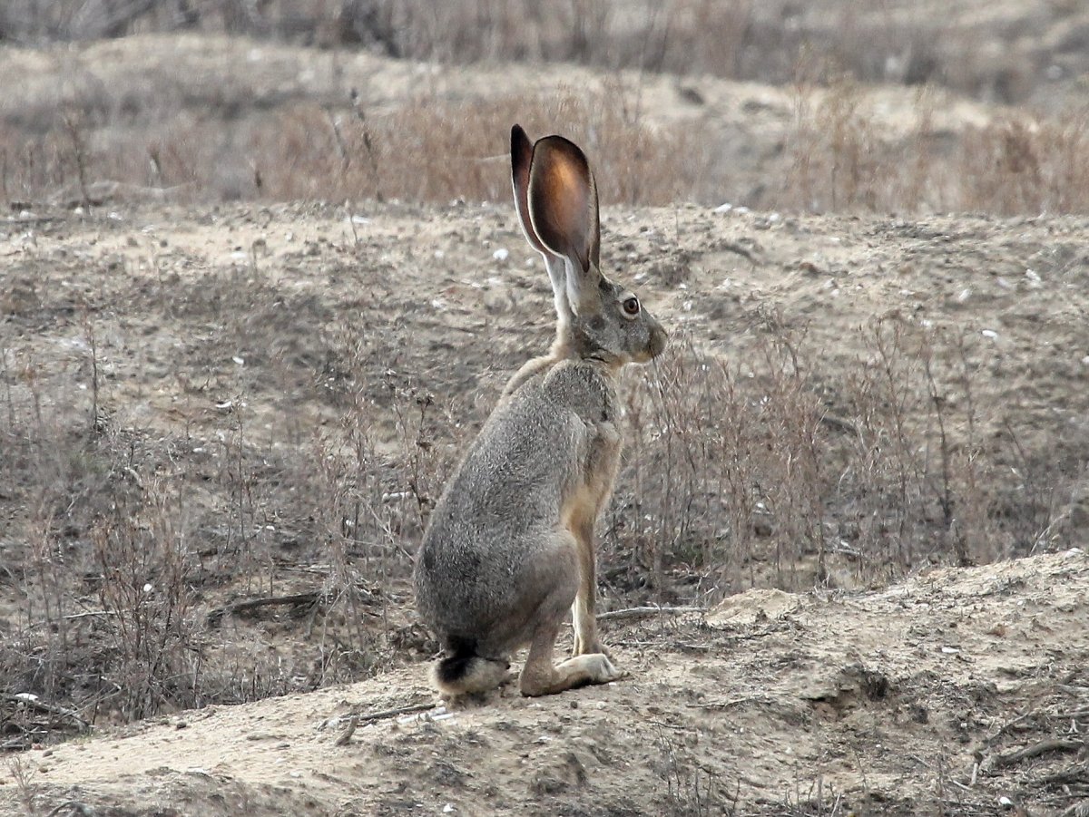 Толай Беляк Русак