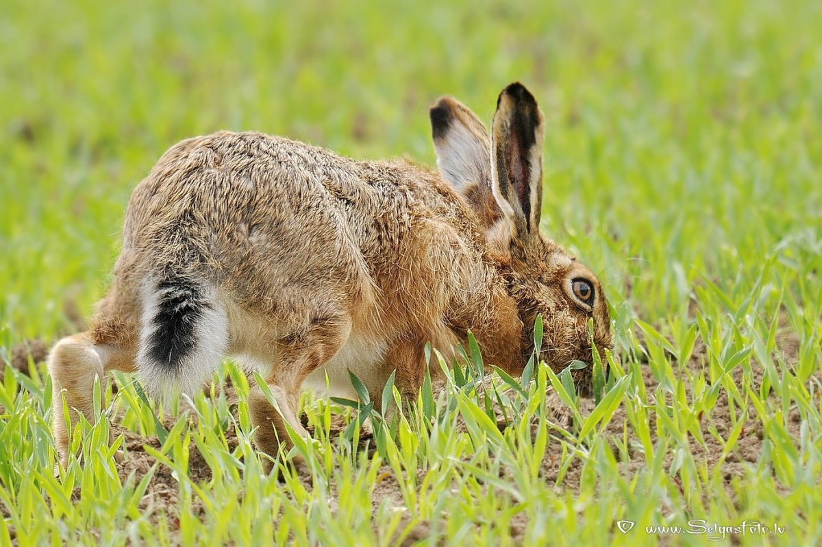 Заяц хваста