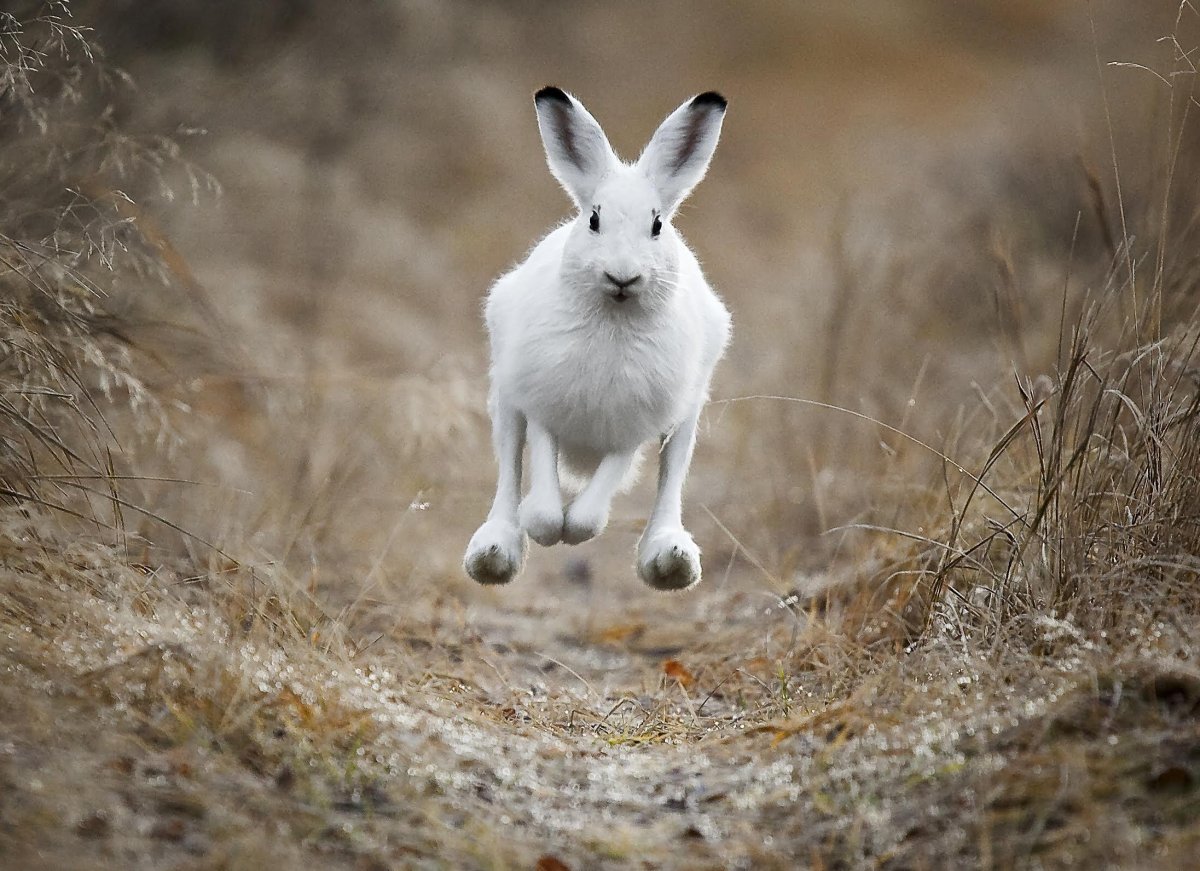 Кролик со спины