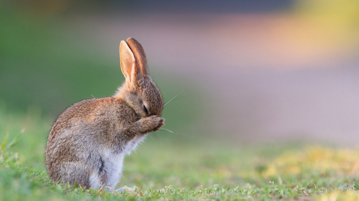 Антилоповые зайцы