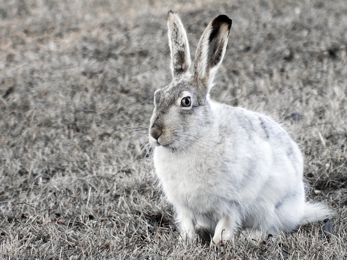 Animal Camouflage Arctic Hare