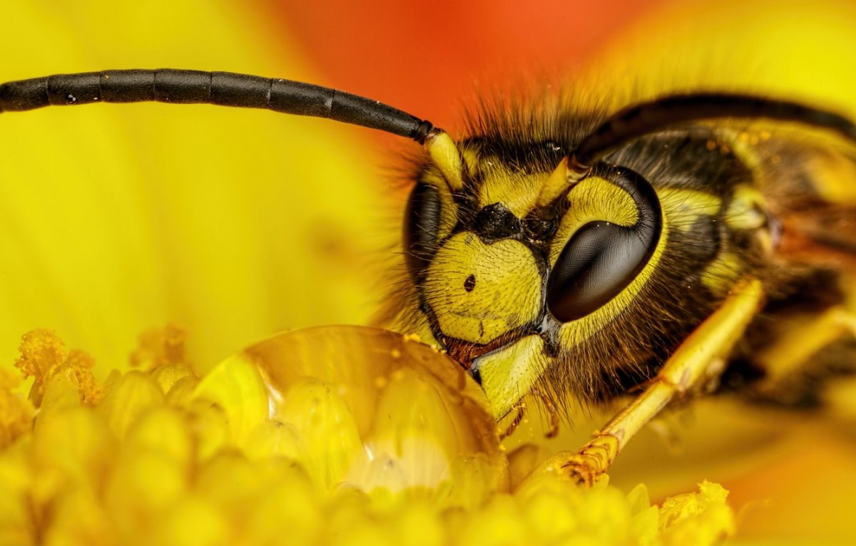 Пчела макро