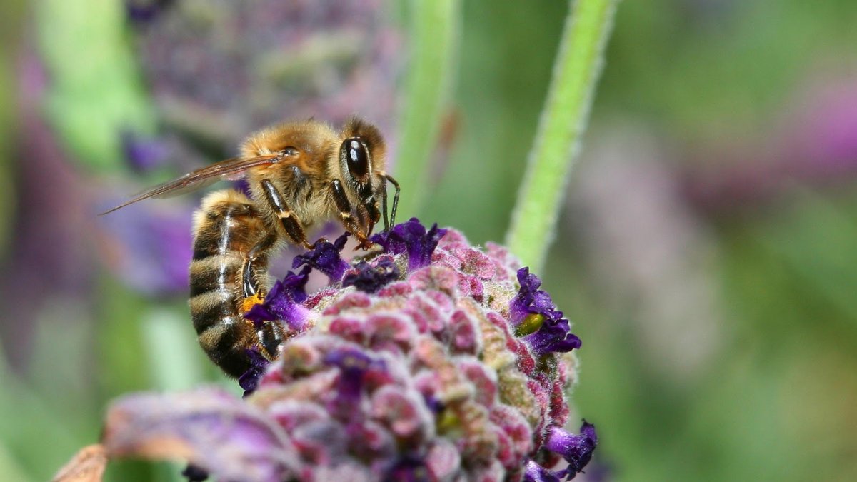 Рабочая пчела