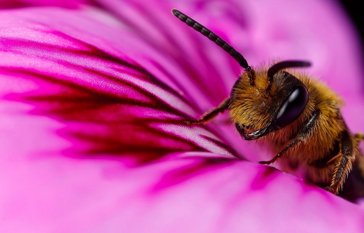 Все фото насекомые