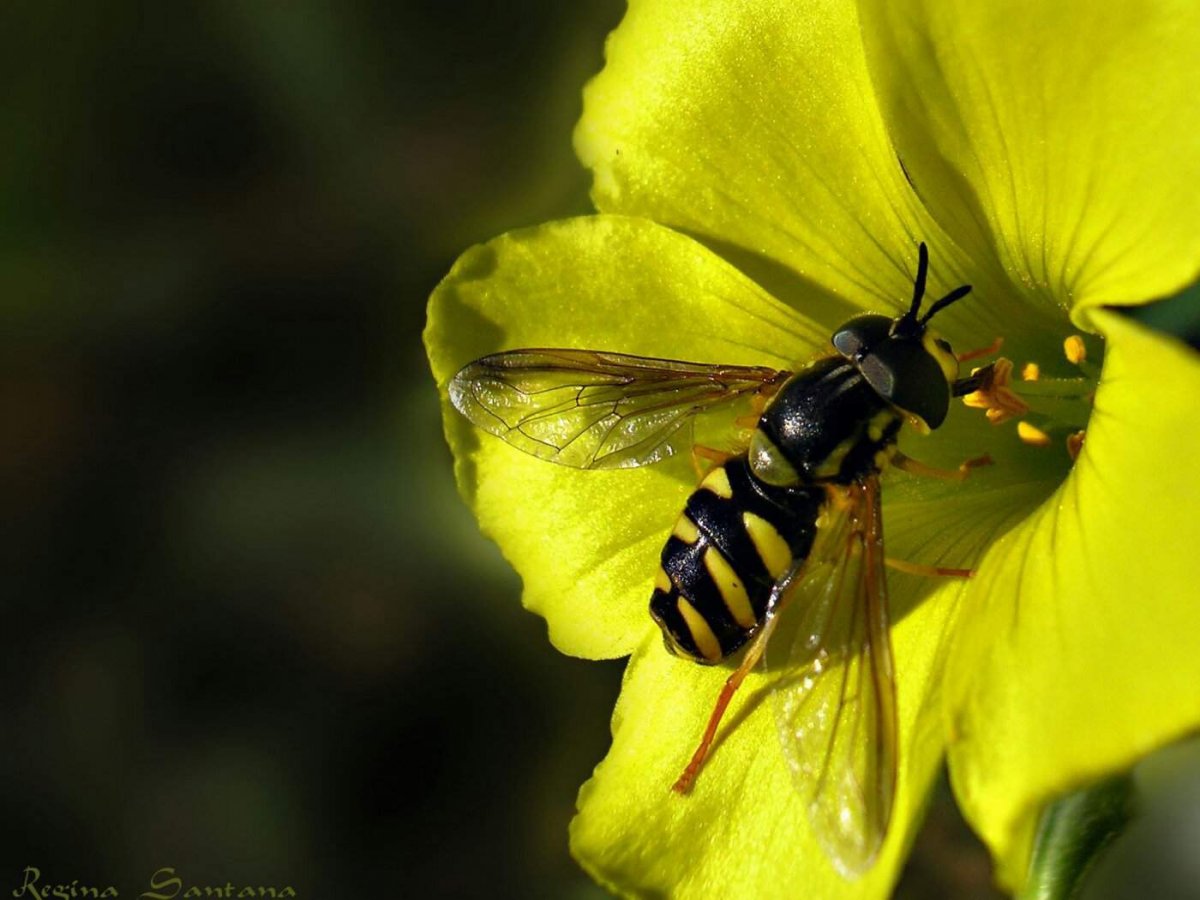 Насекомое с расцветкой пчелы
