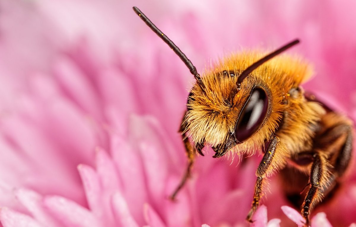 Пчела на цветке