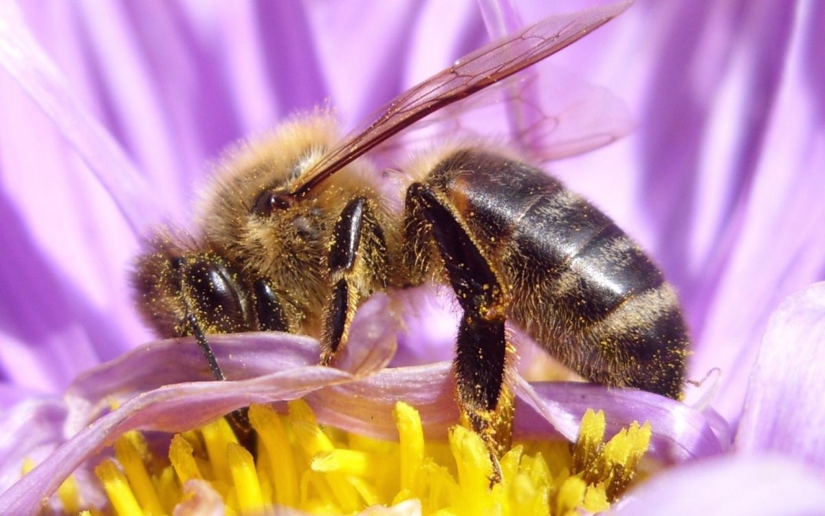 Насекомые опылители пчелы