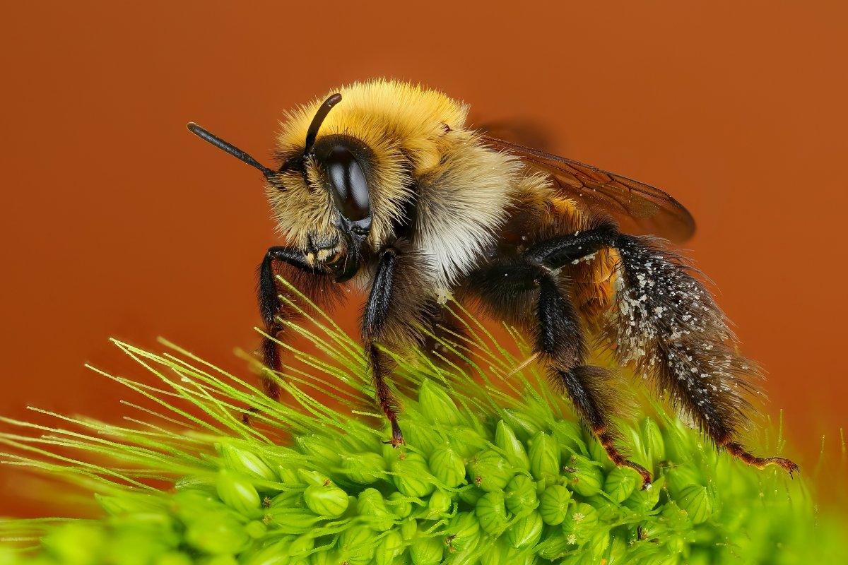 Макро Шмель в полете