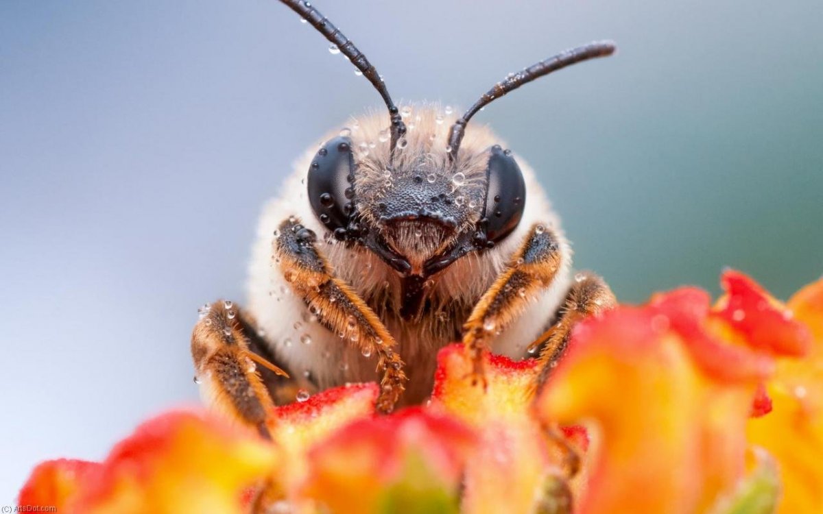 Фотообои Макросъемка насекомые