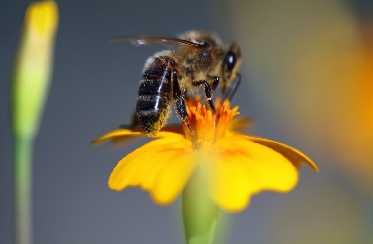 Королева пчёл насекомое