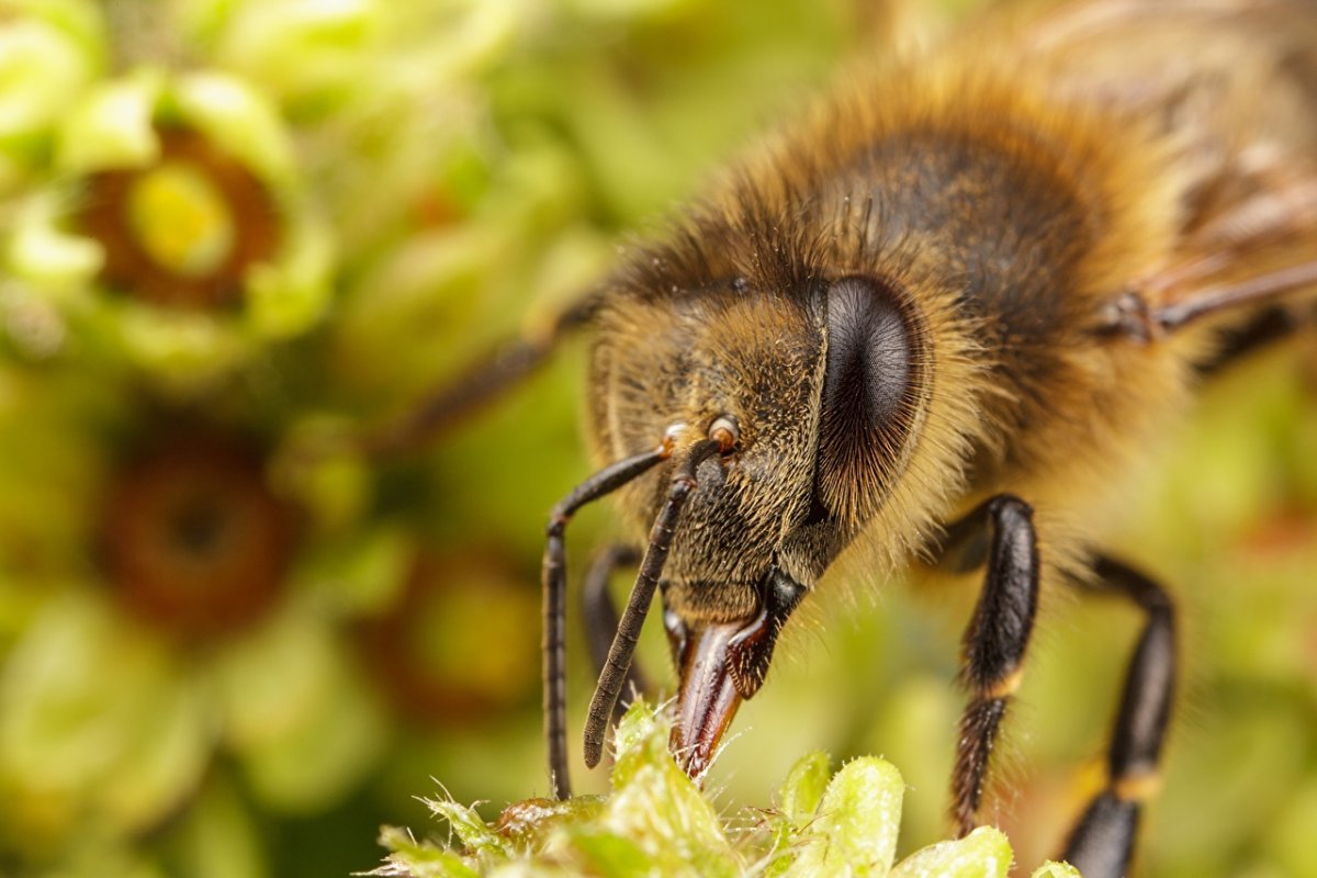 Пчелка крупным планом