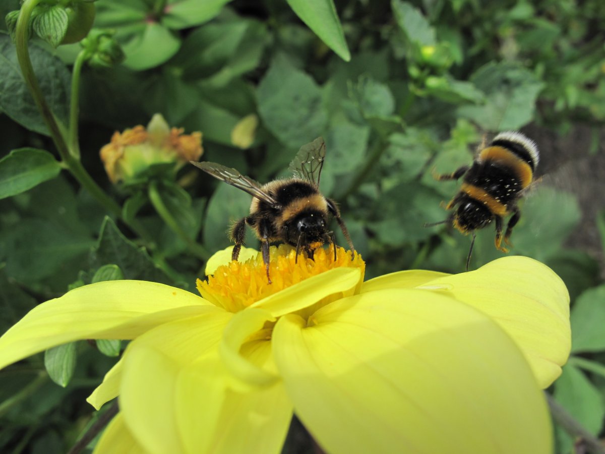 Шмель на цветочке