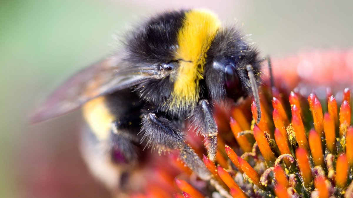 Шмель опыляет цветы