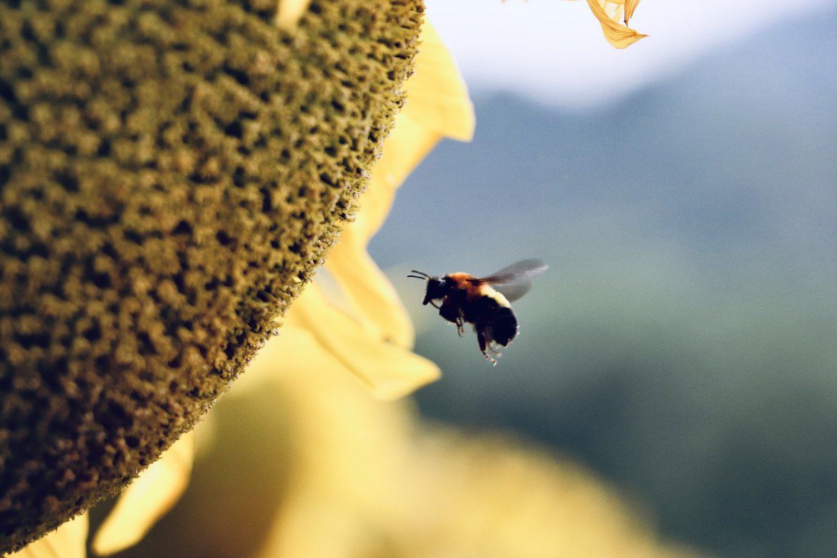 Минимализм в цветах с пчелами в пыльце в природе