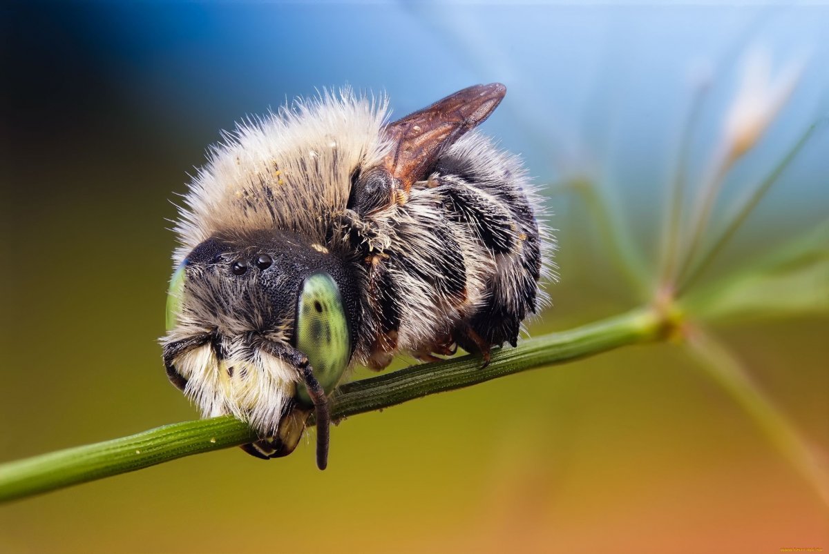 Голова шмеля