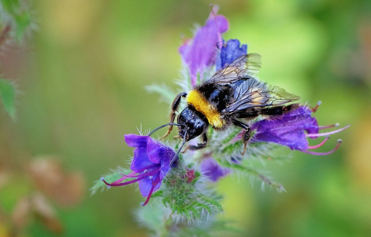 Насекомые опылители Шмель