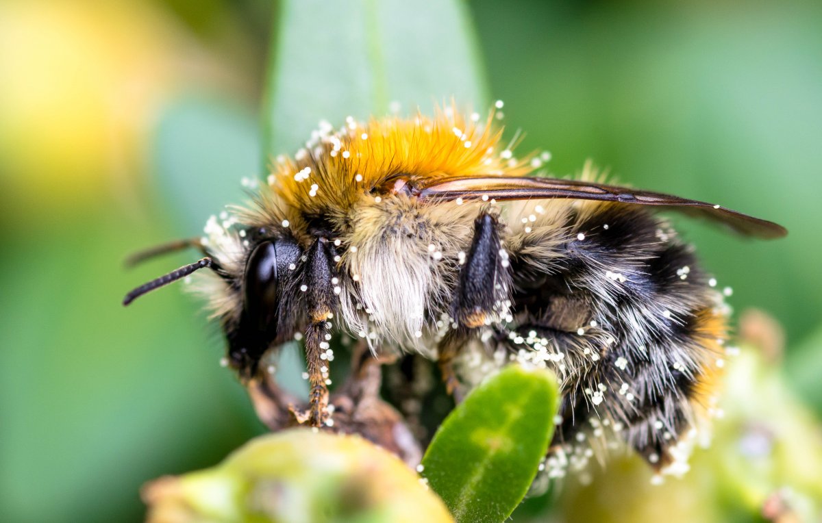 Насекомые пчела