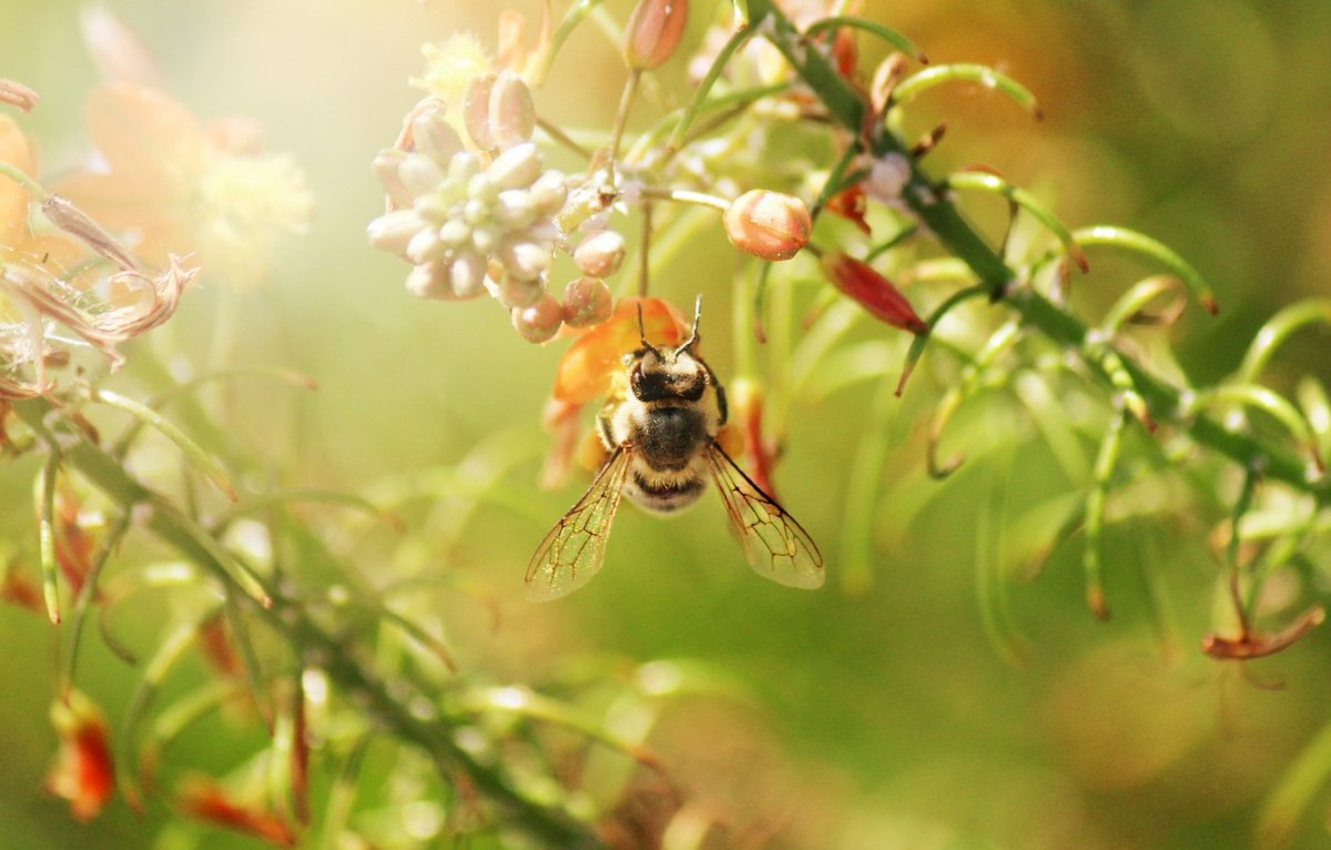 Пчела в Россе