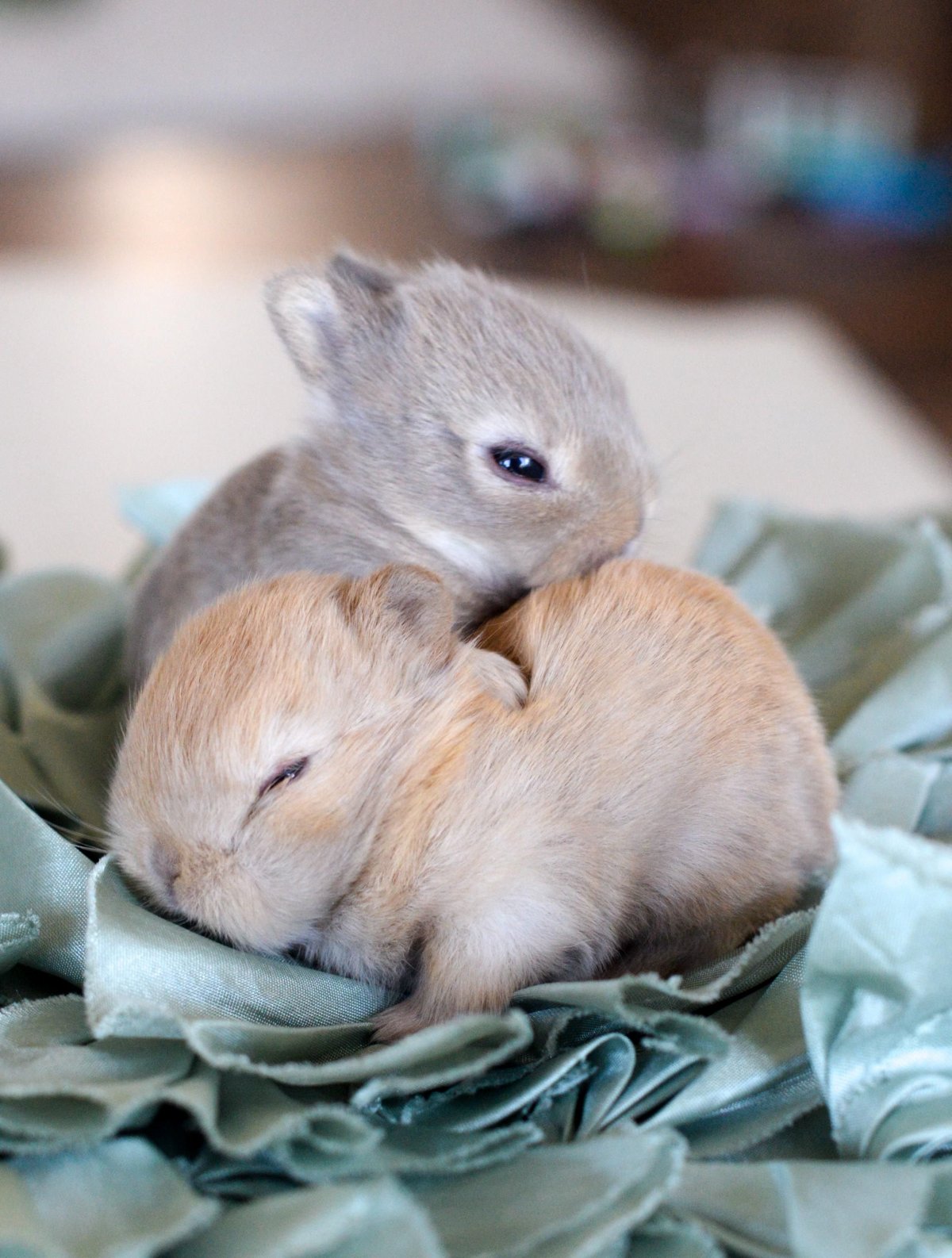 Маленькие кролики