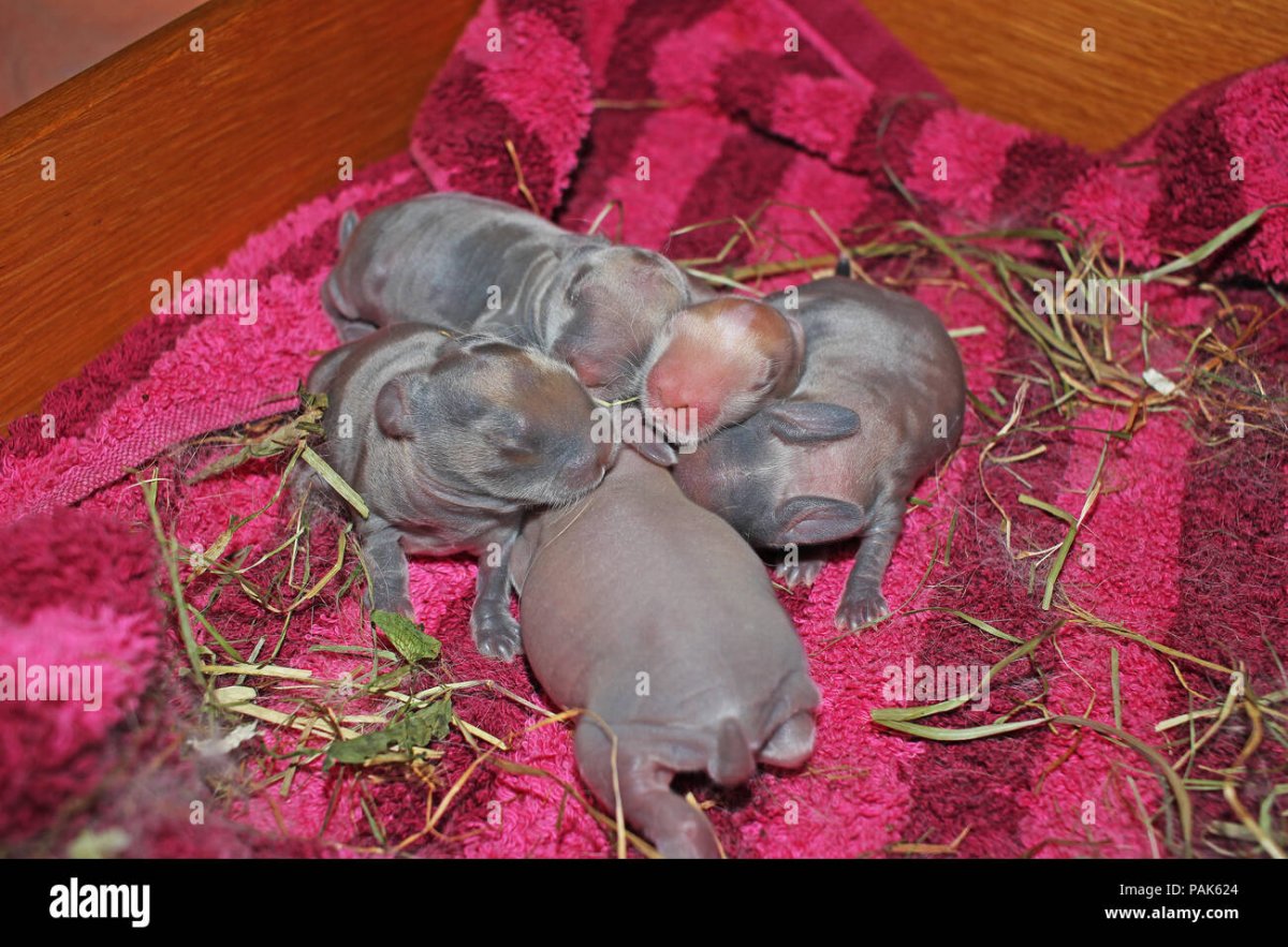 Новорожденные кролики фото по неделям