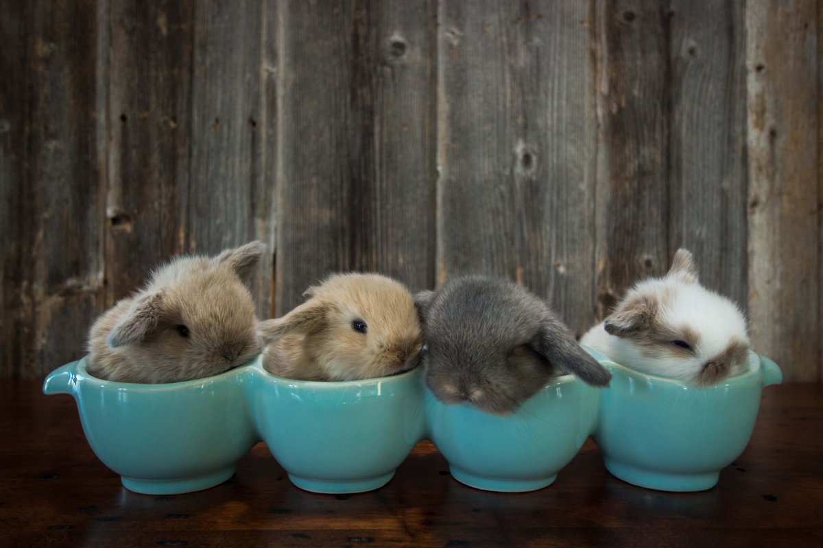 Мать кролики Детеныши