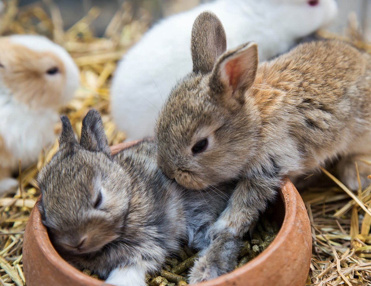 Крольчата фото