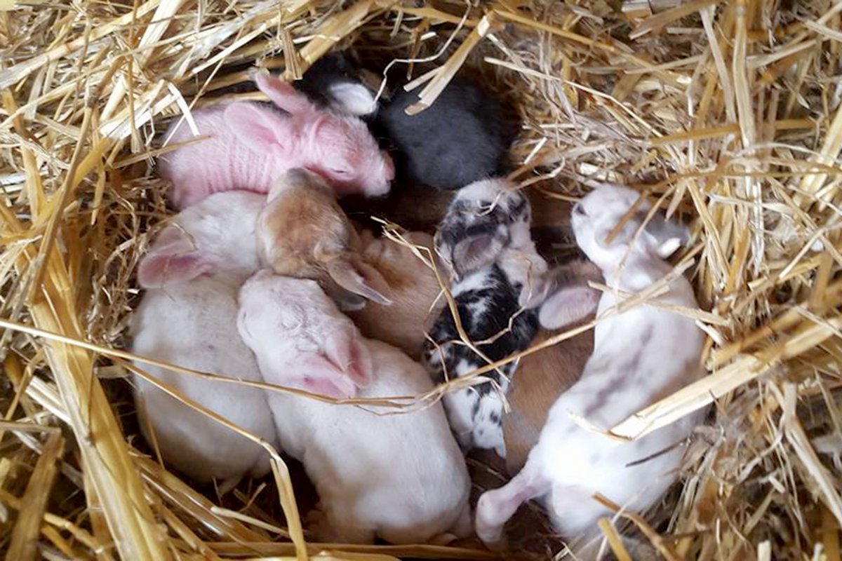 Новорожденный лысый кролик