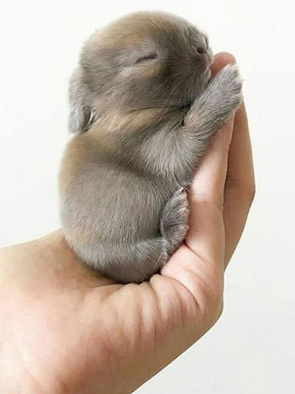 Новорожденные декоративные кролики