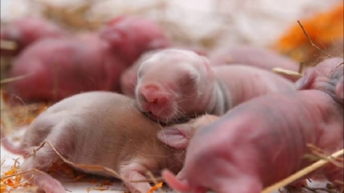 Кролики рождаются слепыми