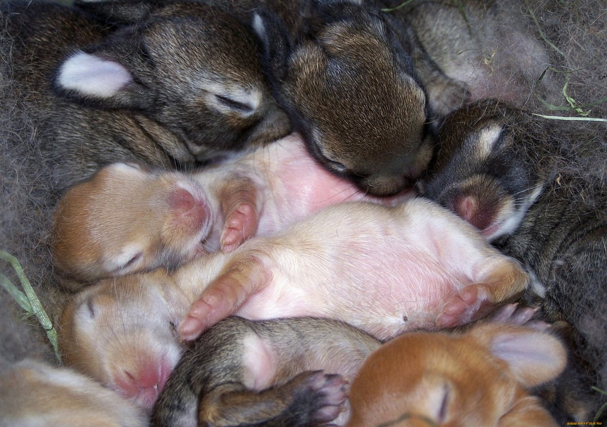 Новорожденные зайчики