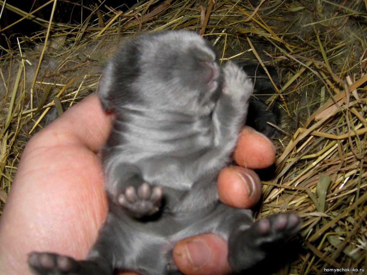 Недельные декоративные кролики