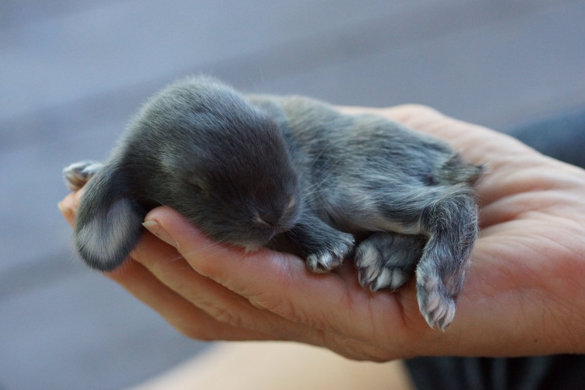 Новорожденные зайчики