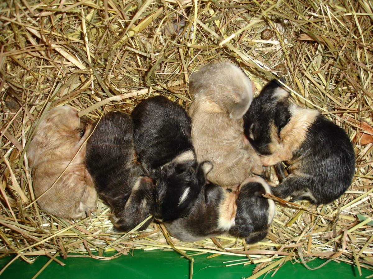 Смешные дети с животными