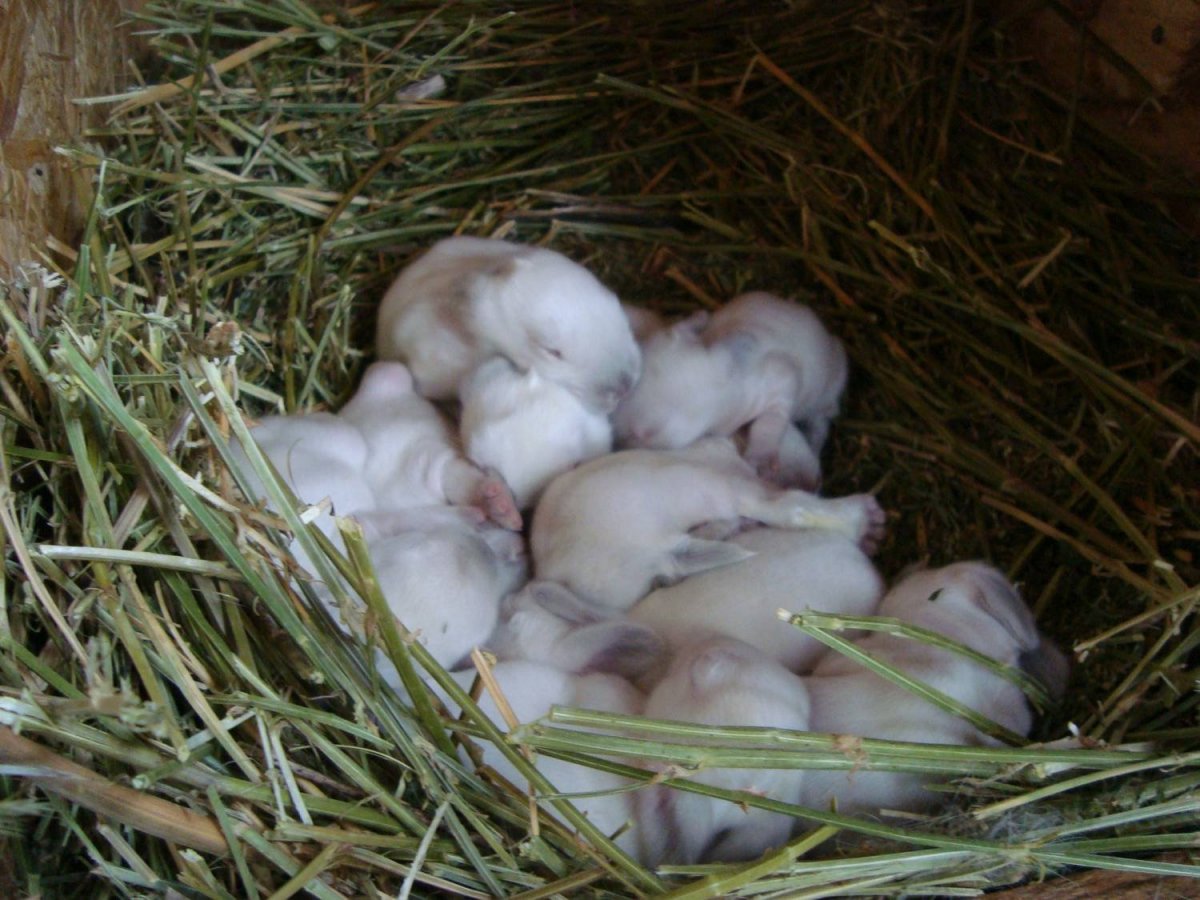 Новорожденные крольчата калифорнийцы