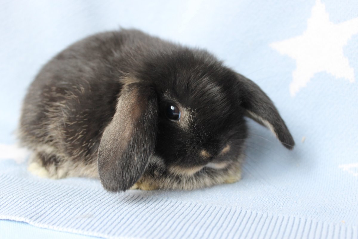 Карликовый баран стандарт породы