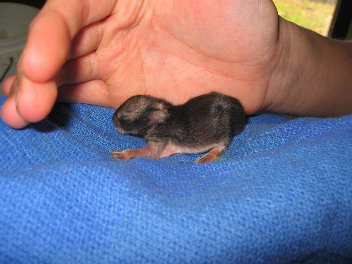 Маленькие кролики Новорожденные